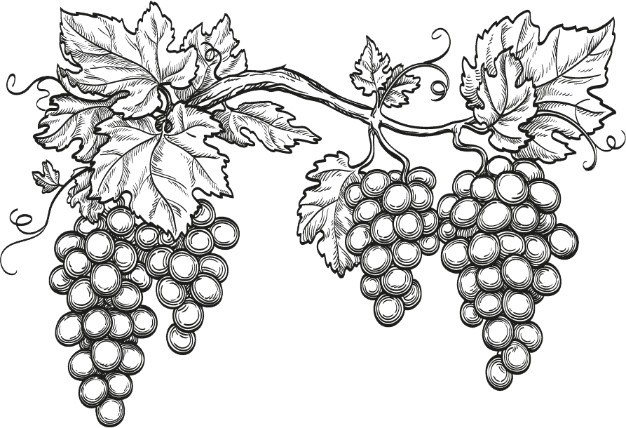 Black and white illustration of two grape clusters with detailed leaves and tendrils, perfect for a wine store footer on a green background.