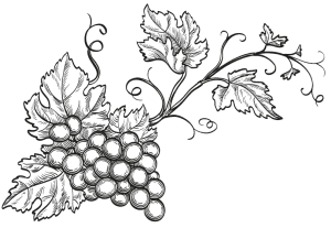  White line illustration of a grapevine with clusters of grapes and detailed leaves