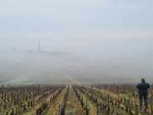 A man stands in the foreground overlooking a foggy vineyard. A churches spire peeks out of the fog in the background.