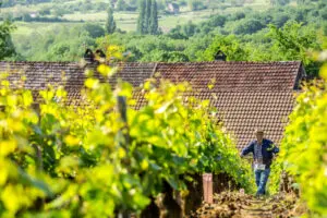 A man walks through the vineyards of Famille Masse.
