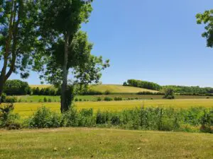 The French countryside in March. A sunny field with a large green tree.