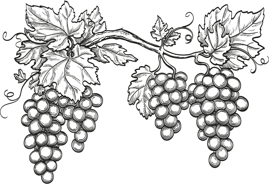 Black and white illustration of two grape clusters with detailed leaves and tendrils, perfect for a wine store footer on a green background.