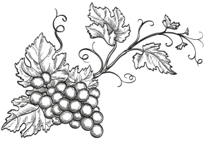  White line illustration of a grapevine with clusters of grapes and detailed leaves