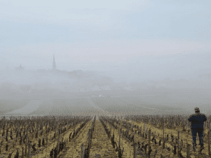 A man stands in the foreground overlooking a foggy vineyard. A churches spire peeks out of the fog in the background.