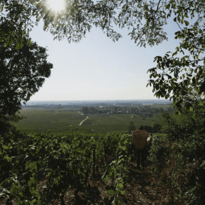 A view of a vineyard on a sunny day framed by tree branches.