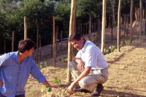 Two men survey the vineyards at Proprietà Sperino.