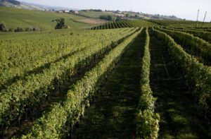 A sunny day at one of Viberti's vineyards.