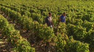 Two men walk between the rows of vines at Château Favray.