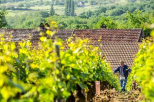 A man walks through the vineyards of Famille Masse.