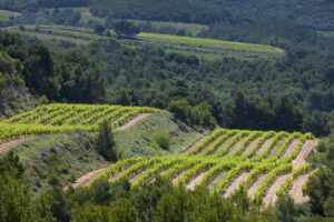 A set of vineyards rest within rolling hills covered in lush green trees.
