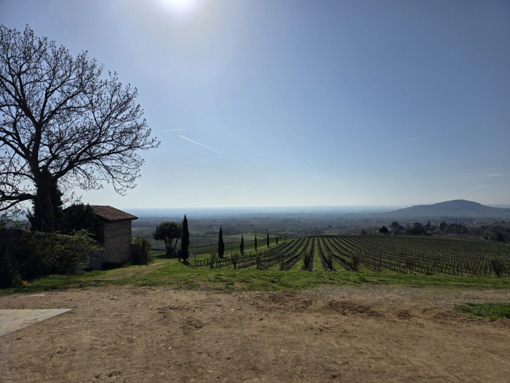 A photo of a vineyard on a sunny day with a large barren tree on the left and a far off horizon.