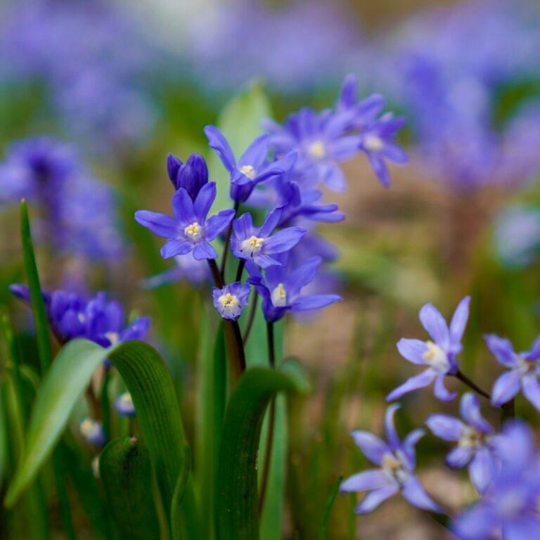Blue flowers blooming.