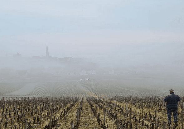 A man stands in the foreground overlooking a foggy vineyard. A churches spire peeks out of the fog in the background.