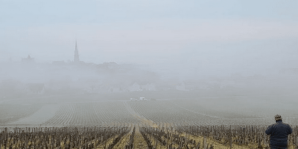 A man stands in the foreground overlooking a foggy vineyard. A churches spire peeks out of the fog in the background.