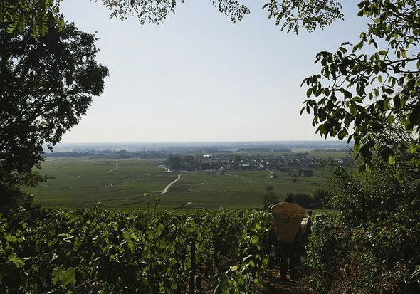 A view of a vineyard on a sunny day framed by tree branches.