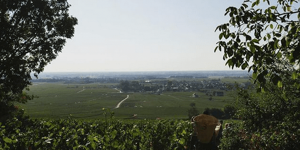 A view of a vineyard on a sunny day framed by tree branches.