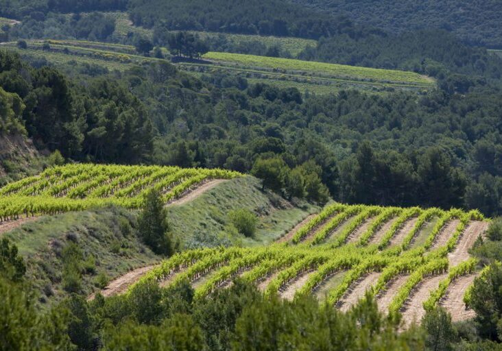 A set of vineyards rest within rolling hills covered in lush green trees.