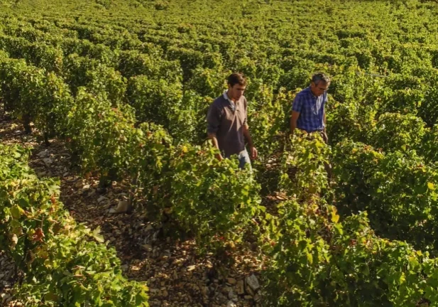 Two men walk between the rows of vines at Château Favray.