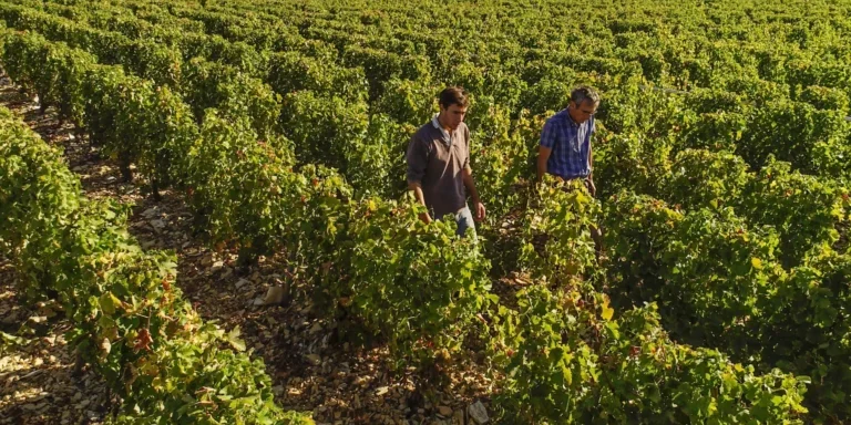 Two men walk between the rows of vines at Château Favray.