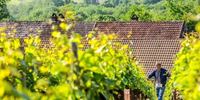 A man walks through the vineyards of Famille Masse.