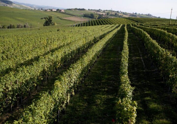 A sunny day at one of Viberti's vineyards.