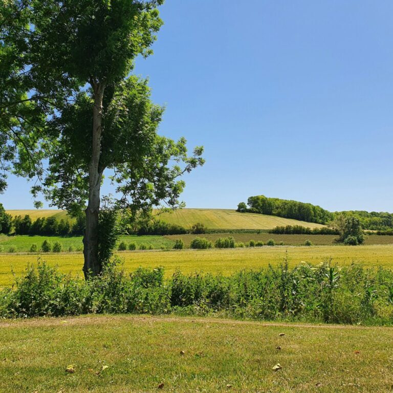 The French countryside in March. A sunny field with a large green tree.