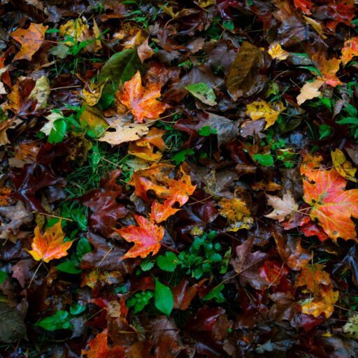 clark-wilson-V7_tWZ169_8-unsplash clark-wilson-V7_tWZ169_8-unsplash