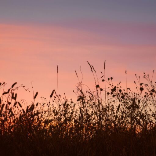 eduardo-goody-2f_fgvn7370-unsplash eduardo-goody-2f_fgvn7370-unsplash