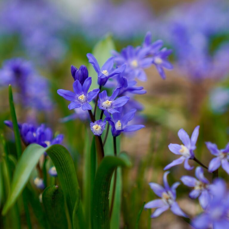 Blue flowers blooming.