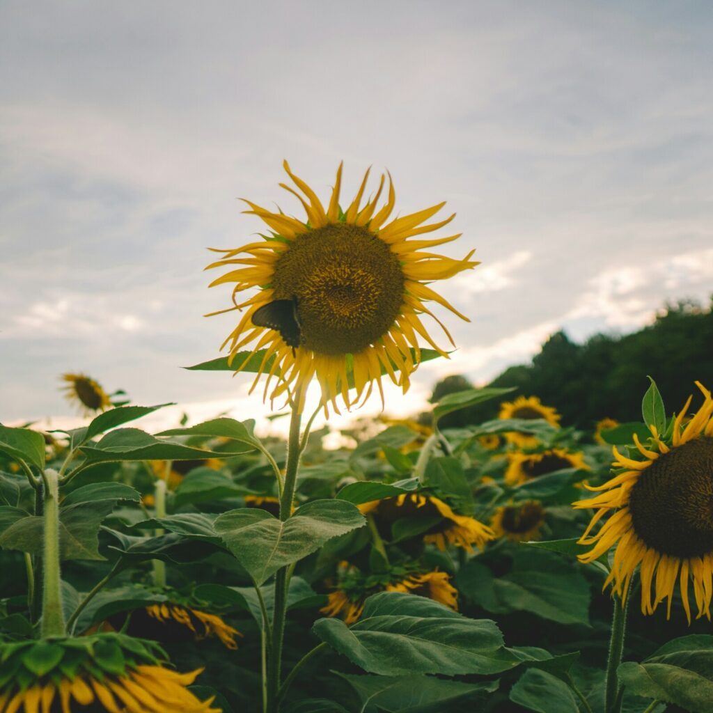 A sunflower blooming in a field of other sunflowers.